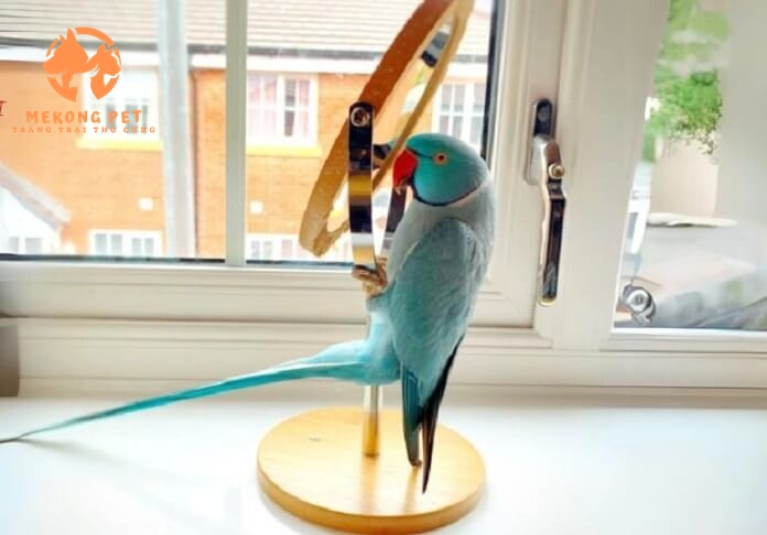 Tìm Hiểu Về Vẹt Ringneck: Loài Vẹt Thông Minh Và Đáng Yêu